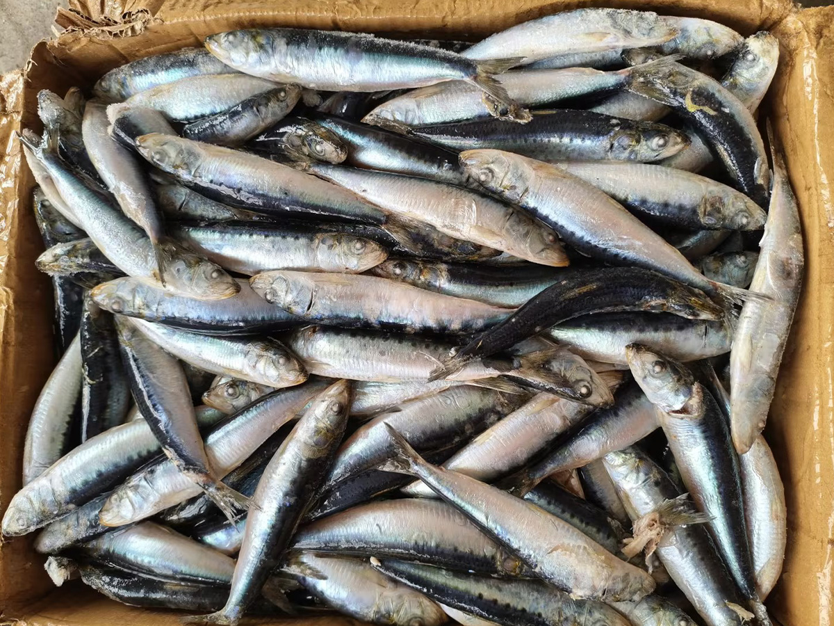 Сардины