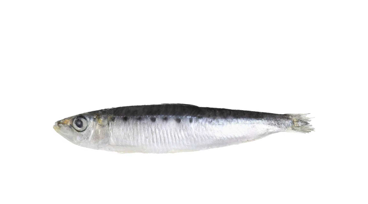 КП-5